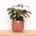 Stardust Planter